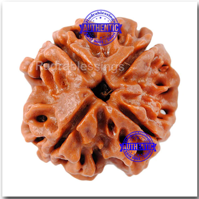 4 Mukhi Rudraksha from Nepal - Bead No. 69