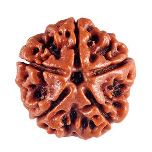 5 Mukhi Rudraksha from Nepal - Bead No. 35