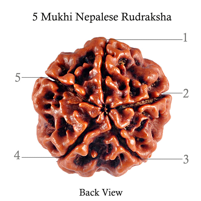 5 Mukhi Rudraksha from Nepal - Bead No. 35