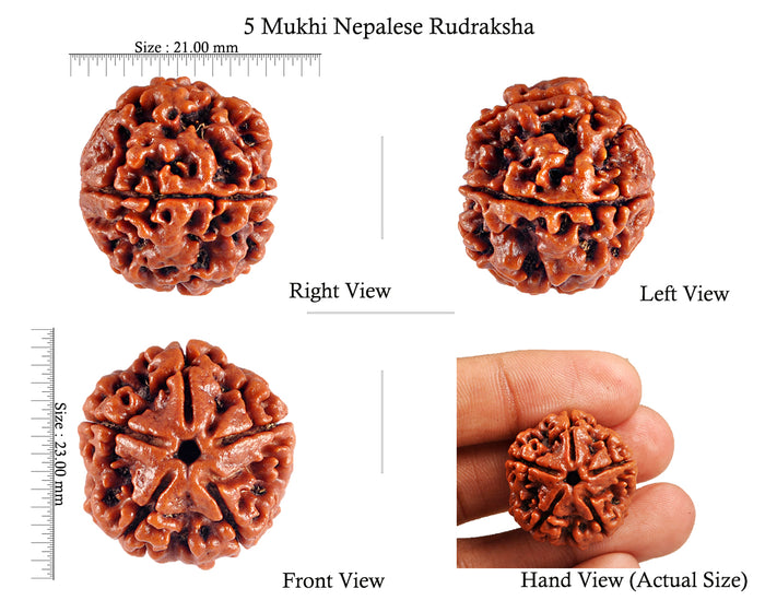 5 Mukhi Rudraksha from Nepal - Bead No. 39