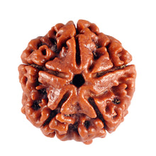 Load image into Gallery viewer, 5 Mukhi Rudraksha from Nepal - Bead No. 39
