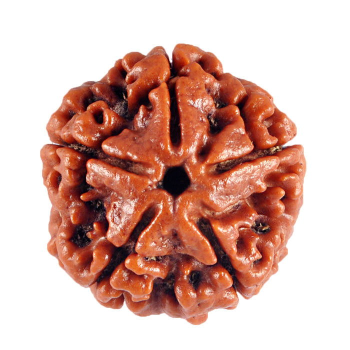 5 Mukhi Rudraksha from Nepal - Bead No. 39