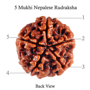 5 Mukhi Rudraksha from Nepal - Bead No. 39