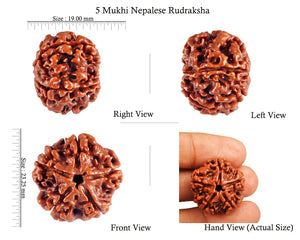 5 Mukhi Rudraksha from Nepal - Bead No. 40