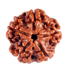 Load image into Gallery viewer, 5 Mukhi Rudraksha from Nepal - Bead No. 40
