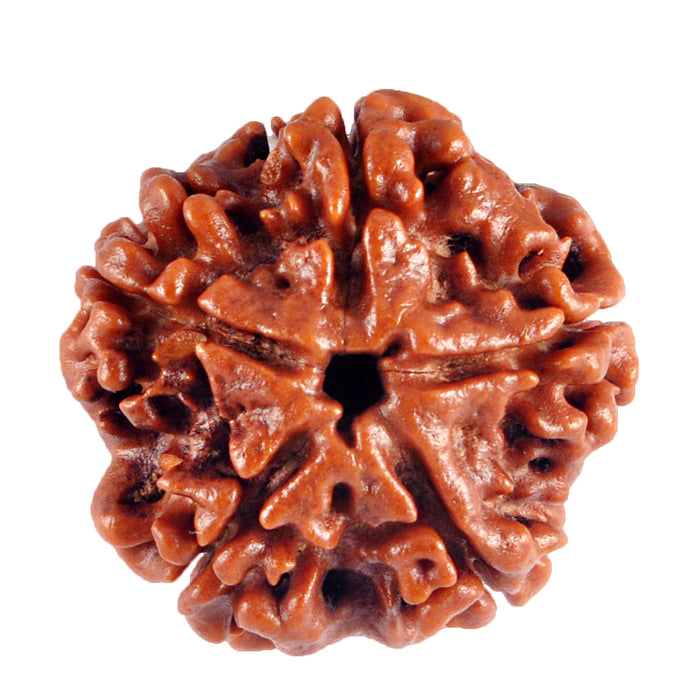 5 Mukhi Rudraksha from Nepal - Bead No. 40