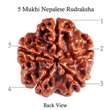 Load image into Gallery viewer, 5 Mukhi Rudraksha from Nepal - Bead No. 40
