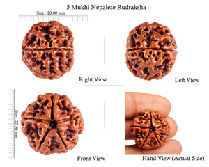5 Mukhi Rudraksha from Nepal - Bead No. 41