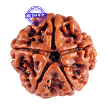 Load image into Gallery viewer, 5 Mukhi Rudraksha from Nepal - Bead No. 41
