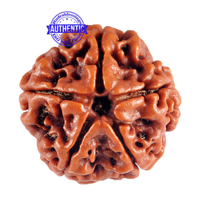 5 Mukhi Rudraksha from Nepal - Bead No. 41