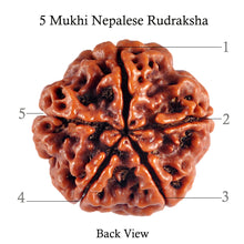 Load image into Gallery viewer, 5 Mukhi Rudraksha from Nepal - Bead No. 41
