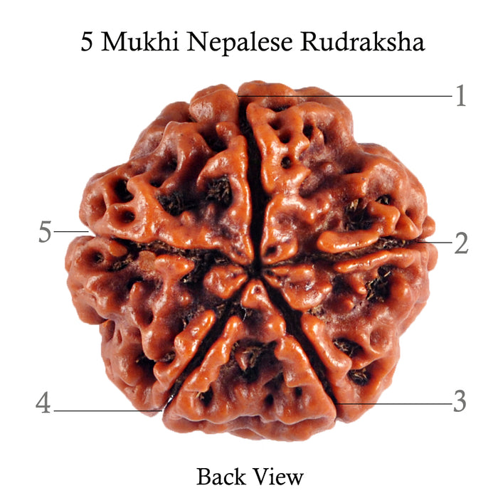 5 Mukhi Rudraksha from Nepal - Bead No. 41