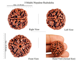 5 Mukhi Rudraksha from Nepal - Bead No. 45