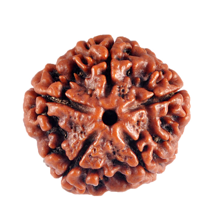 5 Mukhi Rudraksha from Nepal - Bead No. 45