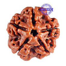 Load image into Gallery viewer, 5 Mukhi Rudraksha from Nepal - Bead No. 47
