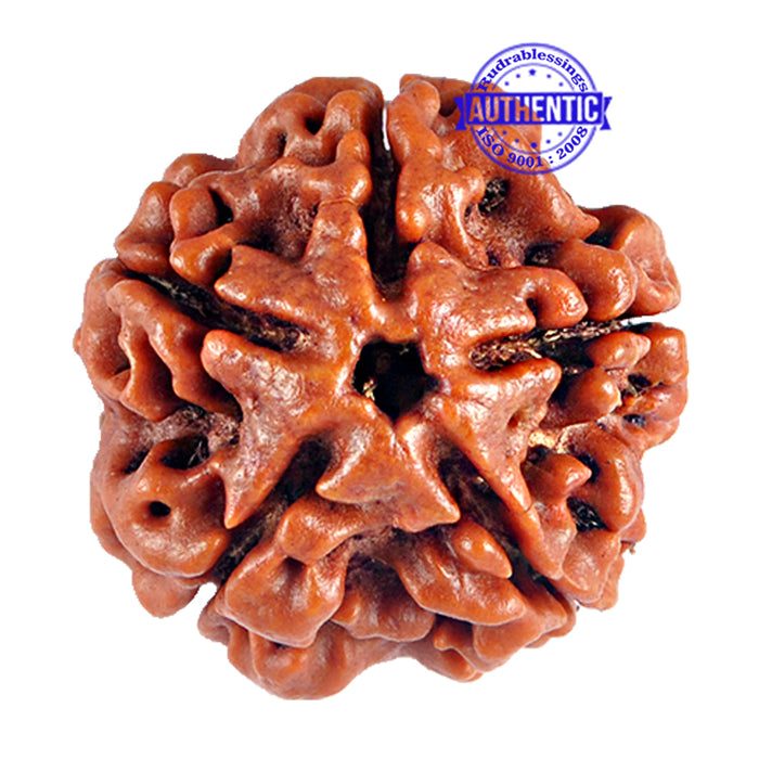 5 Mukhi Rudraksha from Nepal - Bead No. 47