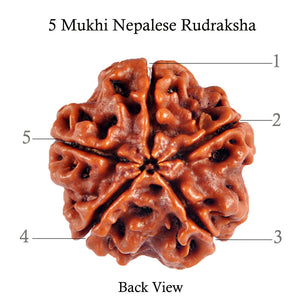 5 Mukhi Rudraksha from Nepal - Bead No. 47