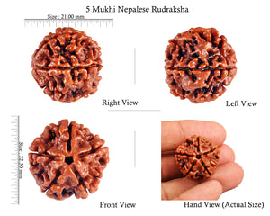 5 Mukhi Rudraksha from Nepal - Bead No. 48