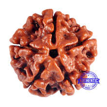 Load image into Gallery viewer, 5 Mukhi Rudraksha from Nepal - Bead No. 48
