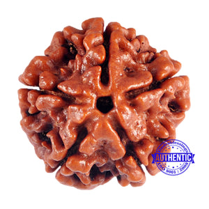 5 Mukhi Rudraksha from Nepal - Bead No. 48