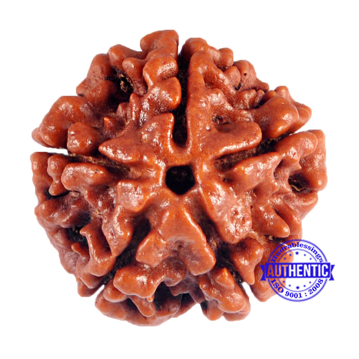 5 Mukhi Rudraksha from Nepal - Bead No. 48