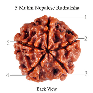 5 Mukhi Rudraksha from Nepal - Bead No. 48