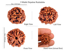 Load image into Gallery viewer, 5 Mukhi Rudraksha from Nepal - Bead No. 50
