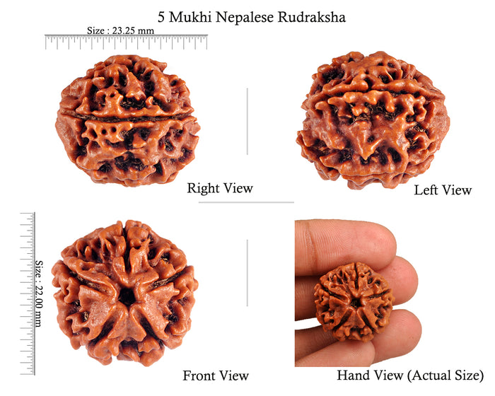 5 Mukhi Rudraksha from Nepal - Bead No. 50