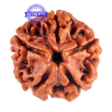 Load image into Gallery viewer, 5 Mukhi Rudraksha from Nepal - Bead No. 50
