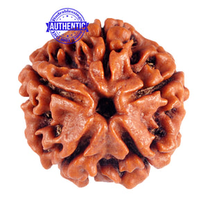 5 Mukhi Rudraksha from Nepal - Bead No. 50