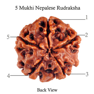 5 Mukhi Rudraksha from Nepal - Bead No. 50