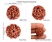 Load image into Gallery viewer, 5 Mukhi Rudraksha from Nepal - Bead No. 51
