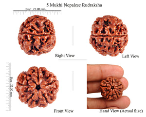5 Mukhi Rudraksha from Nepal - Bead No. 51