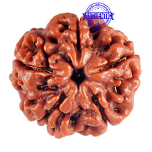 Load image into Gallery viewer, 5 Mukhi Rudraksha from Nepal - Bead No. 51
