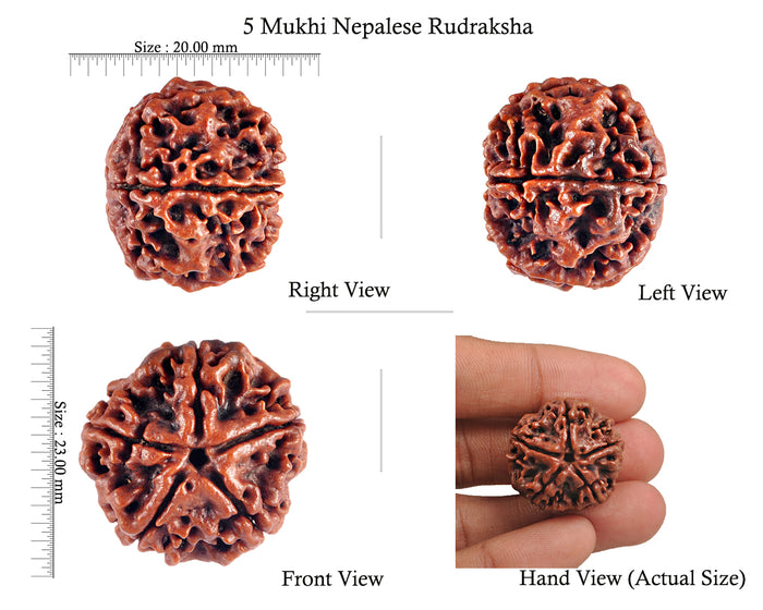 5 Mukhi Rudraksha from Nepal - Bead No. 52