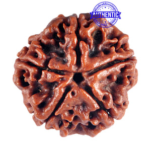 5 Mukhi Rudraksha from Nepal - Bead No. 52