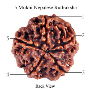 5 Mukhi Rudraksha from Nepal - Bead No. 52