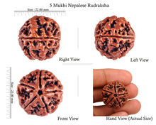 Load image into Gallery viewer, 5 Mukhi Rudraksha from Nepal - Bead No. 53
