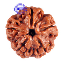Load image into Gallery viewer, 5 Mukhi Rudraksha from Nepal - Bead No. 53
