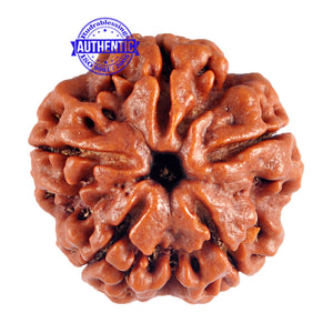 5 Mukhi Rudraksha from Nepal - Bead No. 53