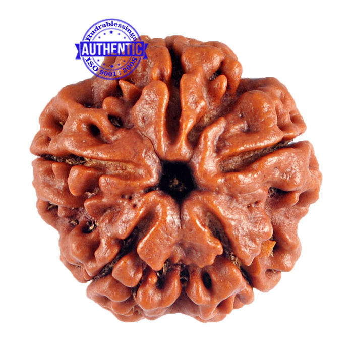 5 Mukhi Rudraksha from Nepal - Bead No. 53