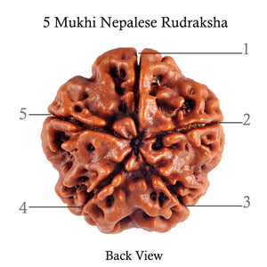 5 Mukhi Rudraksha from Nepal - Bead No. 53