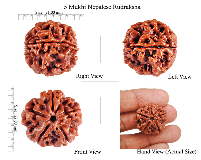 5 Mukhi Rudraksha from Nepal - Bead No. 57