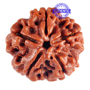 5 Mukhi Rudraksha from Nepal - Bead No. 57