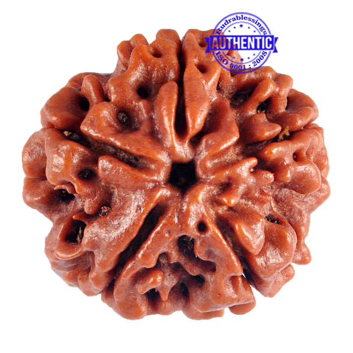 5 Mukhi Rudraksha from Nepal - Bead No. 57
