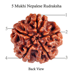 5 Mukhi Rudraksha from Nepal - Bead No. 57