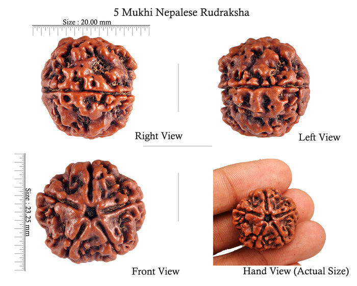 5 Mukhi Rudraksha from Nepal - Bead No. 58