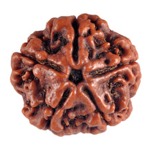 Load image into Gallery viewer, 5 Mukhi Rudraksha from Nepal - Bead No. 58
