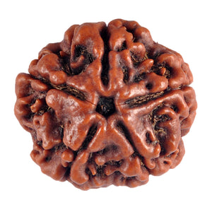 5 Mukhi Rudraksha from Nepal - Bead No. 58