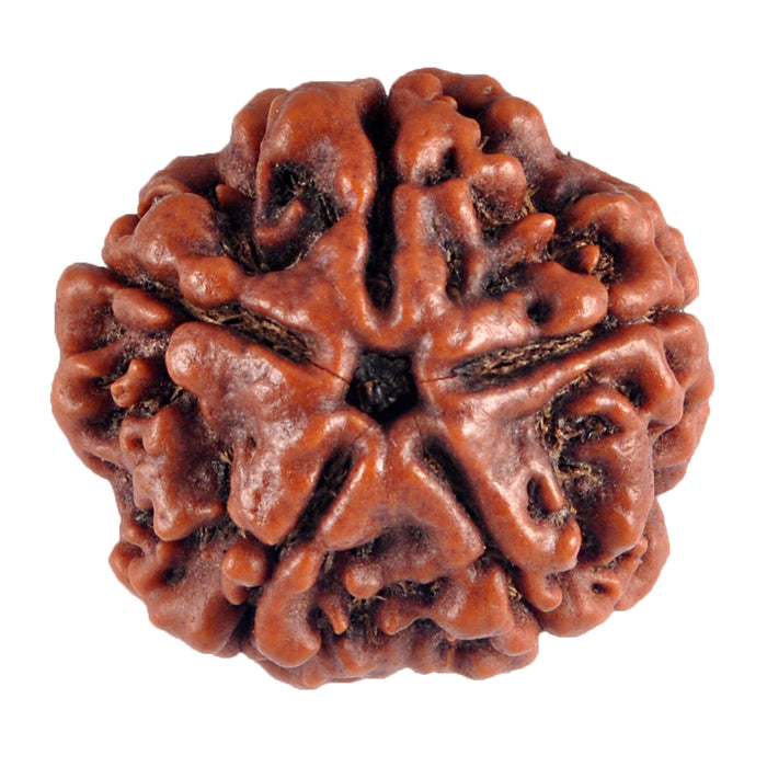 5 Mukhi Rudraksha from Nepal - Bead No. 58